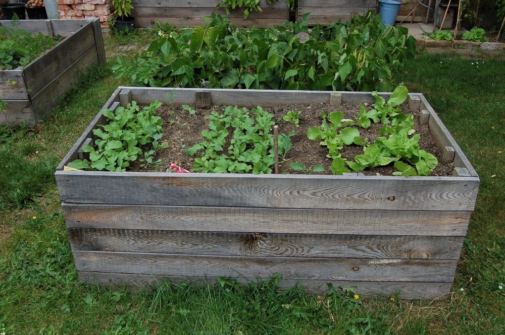 Začínáme zelinařit: Jak založit vlastní pařeniště a co v něm pěstovat
