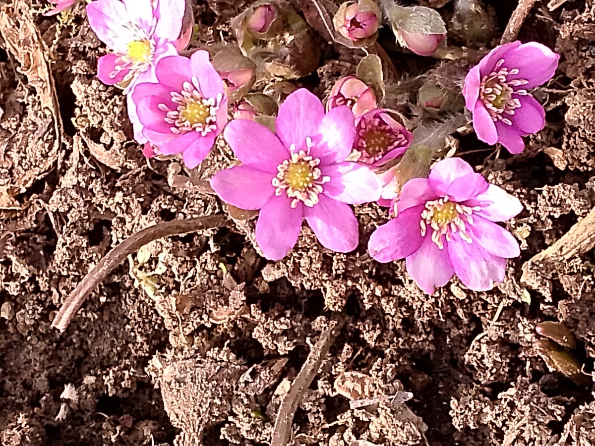 Růžové podléšky...