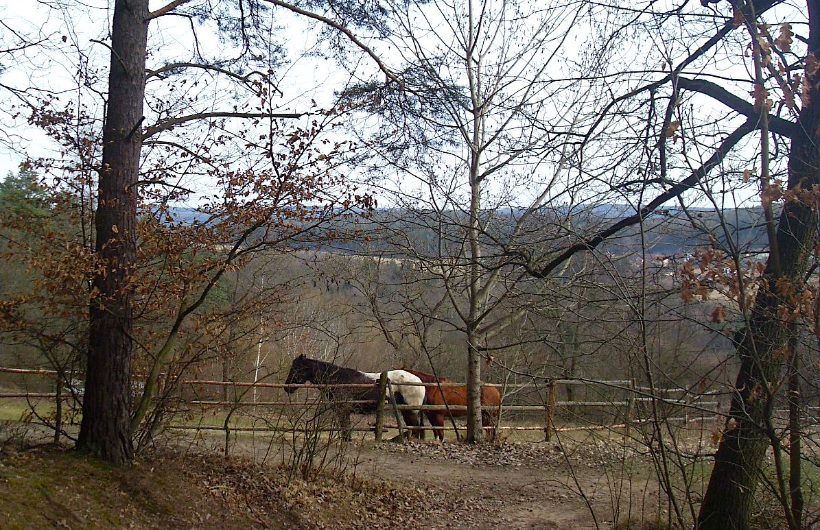 Sázení brambor v minulosti a dnes