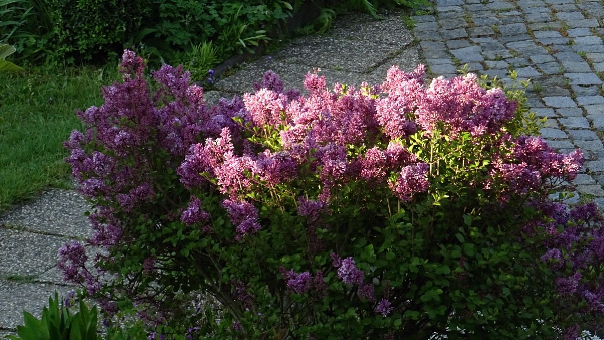 Skalkový šeřík...