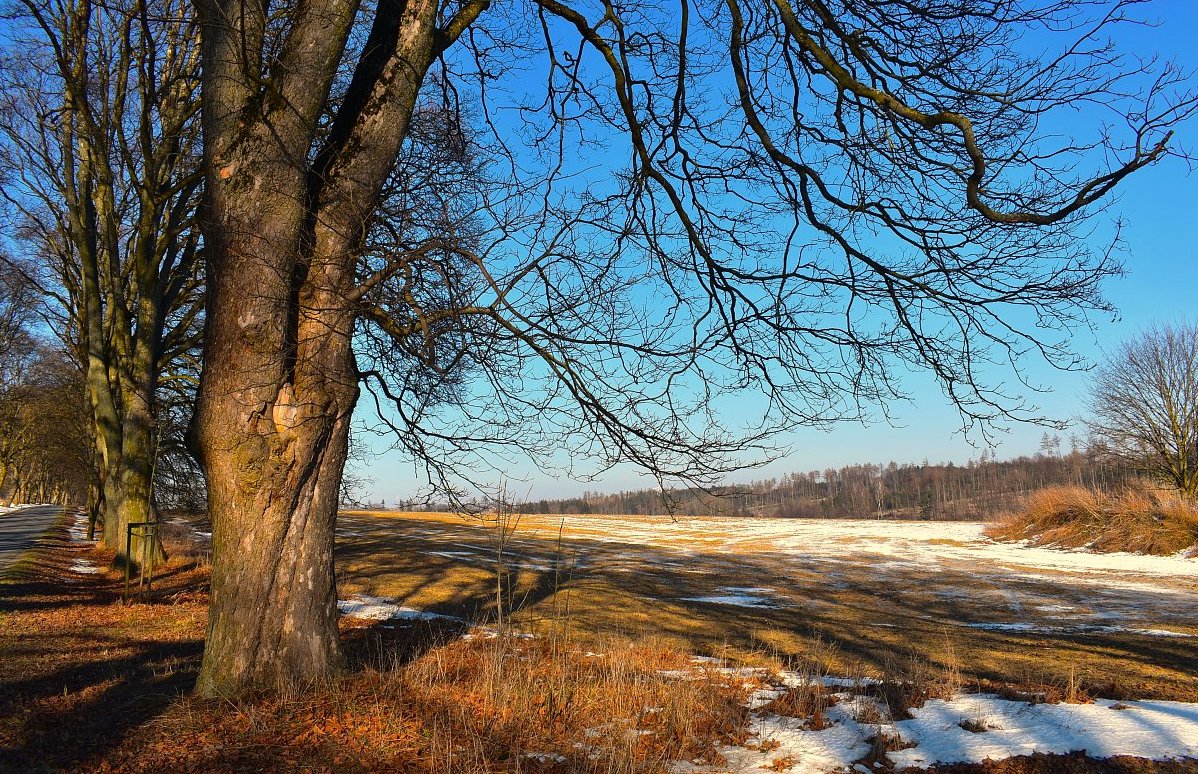 FOTO DNE 12.2.: Lenka Měkotová - Slunečný zimní den