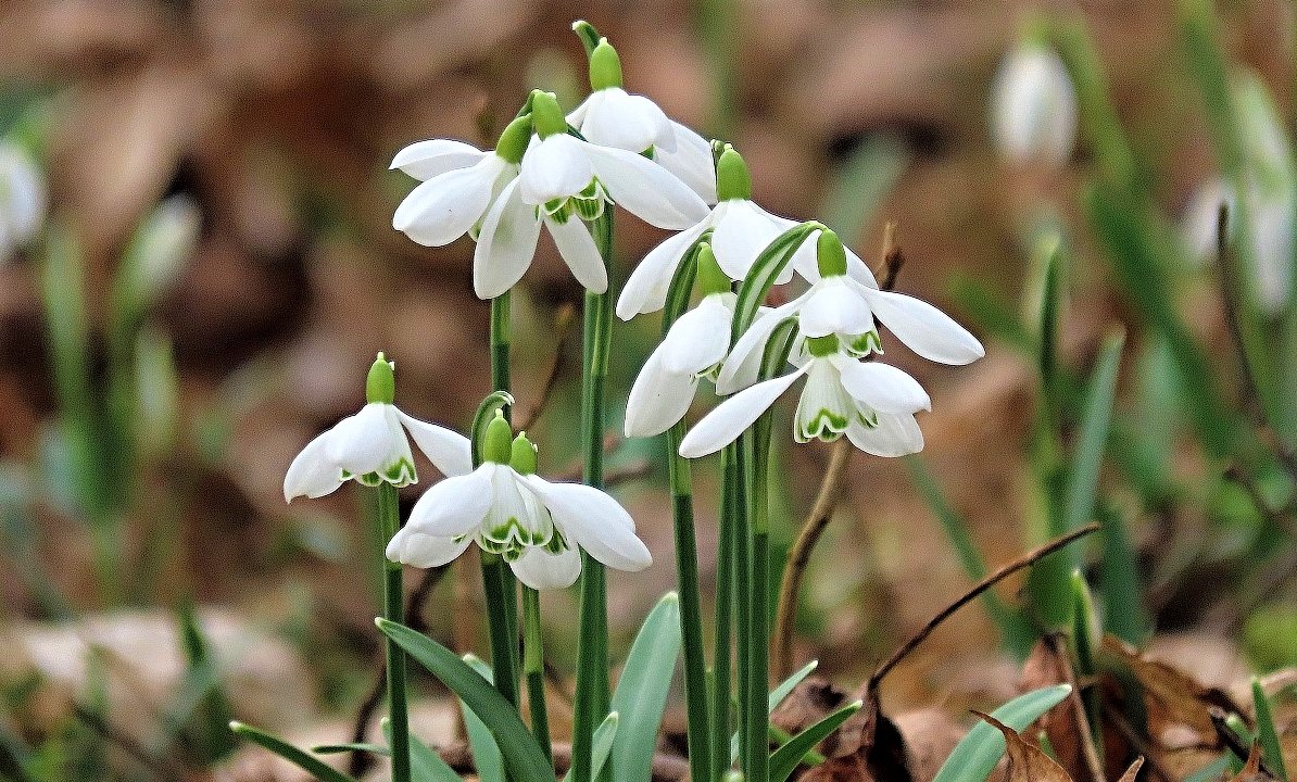 FOTO DNE 26.2.: Alena Tollarová - Sněženkové potěšení