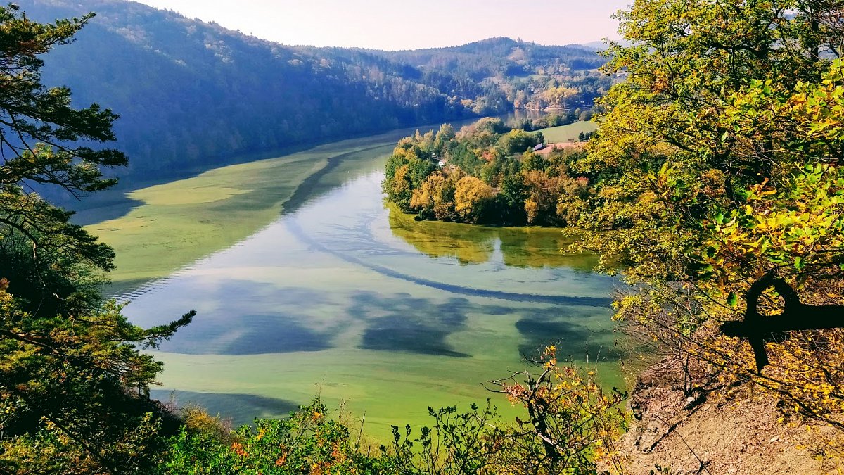 Sinice na Vltavě