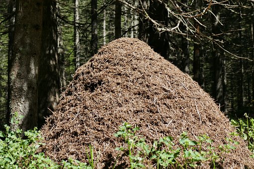 Glosa: Lidské mraveniště