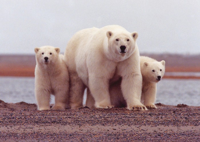 Lední medvědi, polární vlci, kanadští rysi... To jsou lákadla brněnské zoo