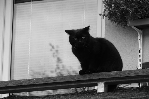 Černé chlupaté kočička sex obrázky