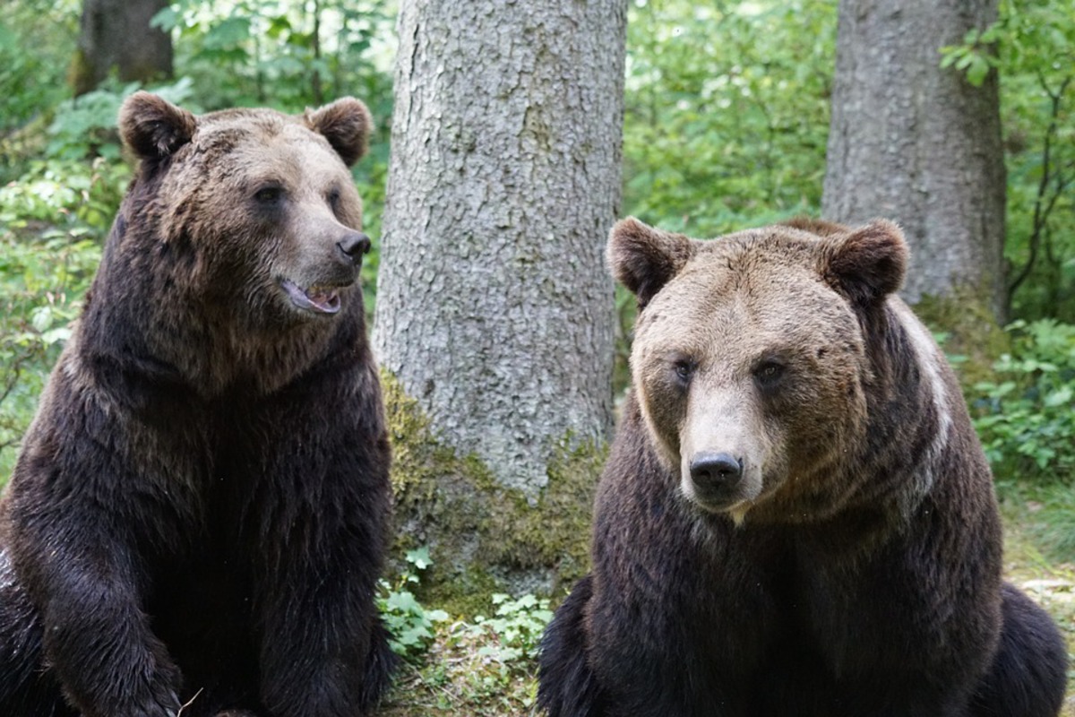 Vysoké Tatry vyhlásily mimořádnou situaci kvůli medvědům