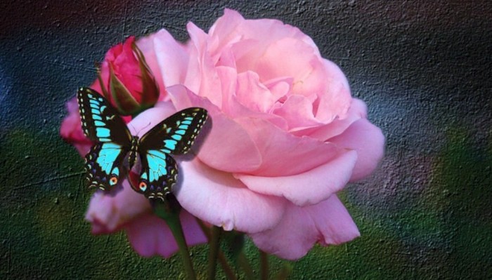 Motýli a růže