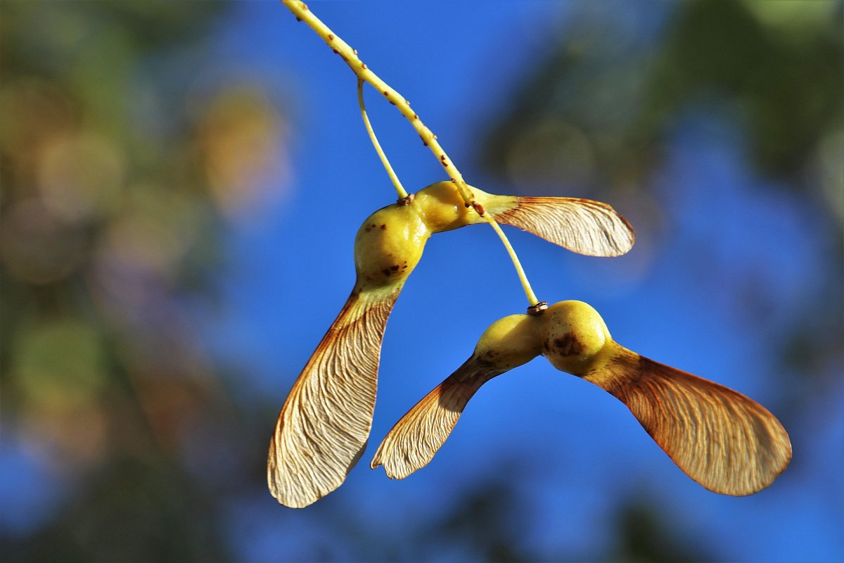 Křidélka /vzpomínka na léto 1973