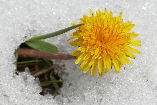 Květy ve sněhu