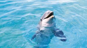 Delfín v moři vlny tvoří