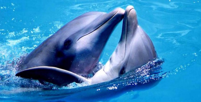 Delfíni na sebe hvízdají
jménem, zjistili vědci