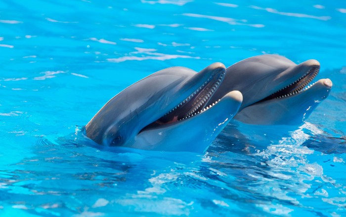 To je paměť! Delfíni jsou schopni
zapamatovat si zvuk přes 20 let 