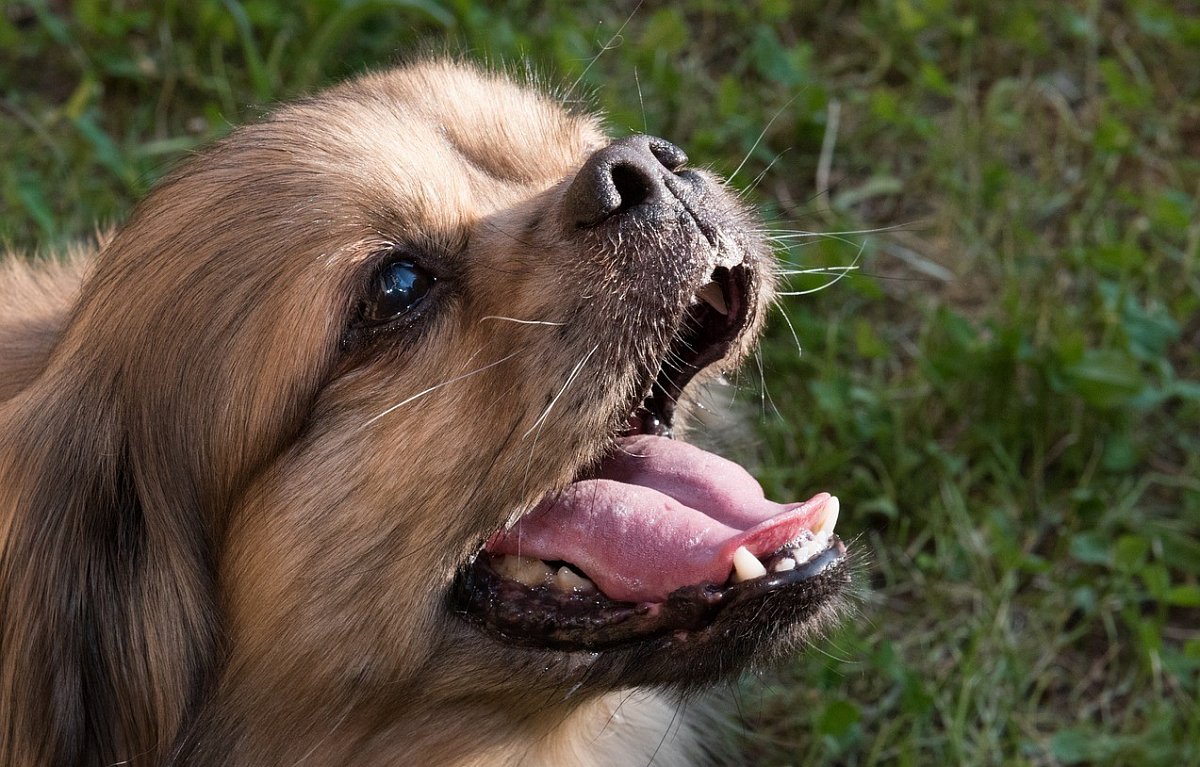 Některé psí pachy mohou signalizovat závažná onemocnění