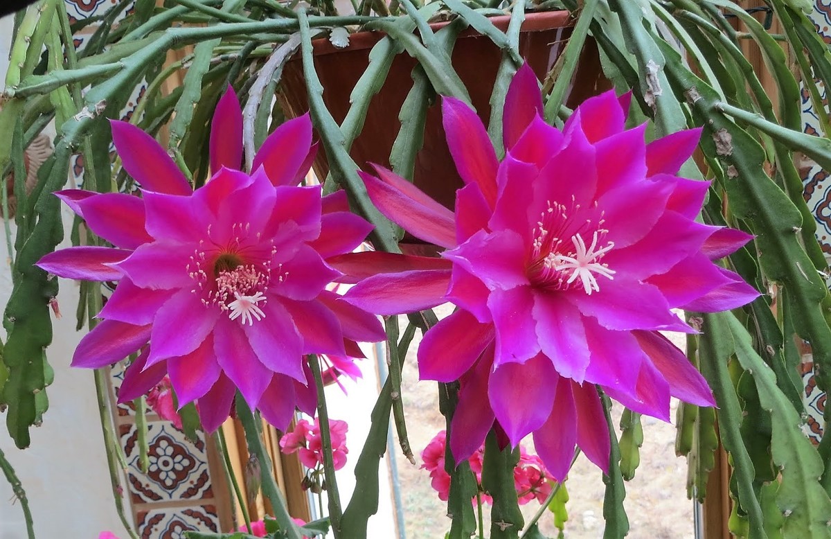 Orchidejový kaktus: Nenáročná kytka, která ozdobí vaši domácnost  
