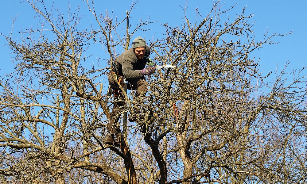 „Potulní sadaři“ radí, jak na správný řez stromů