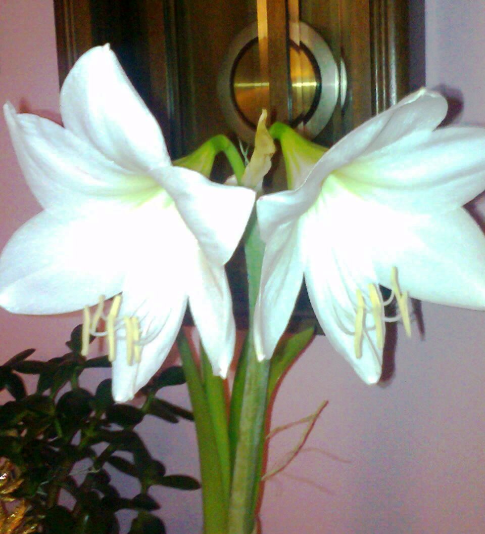 Sváteční přání