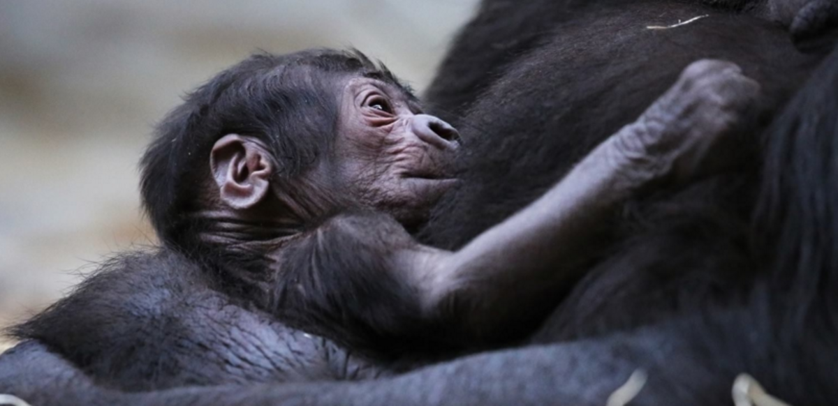 V pražské ZOO se nečekaně narodilo mládě gorily