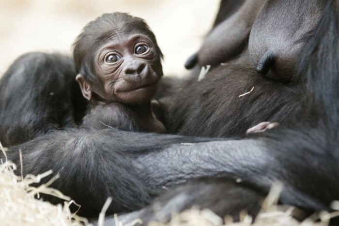 Oslavy v pražské zoo: zvířecí 
miláčci i lákavé africké tržiště