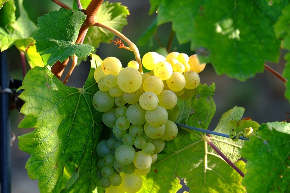 Na Grébovce začíná
vinohradské vinobraní