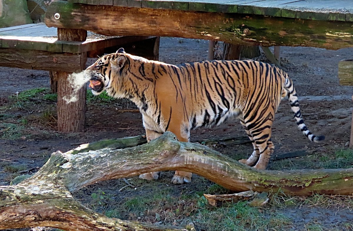 Zimní návštěva zoo - dobrá volba