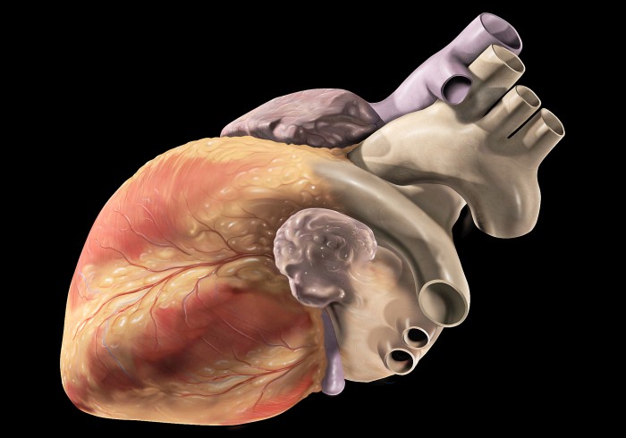 V transplantacích srdce
mají Češi velké úspěchy