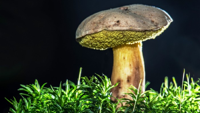 Houby máme rádi, ovšem
masáka pozná málokdo