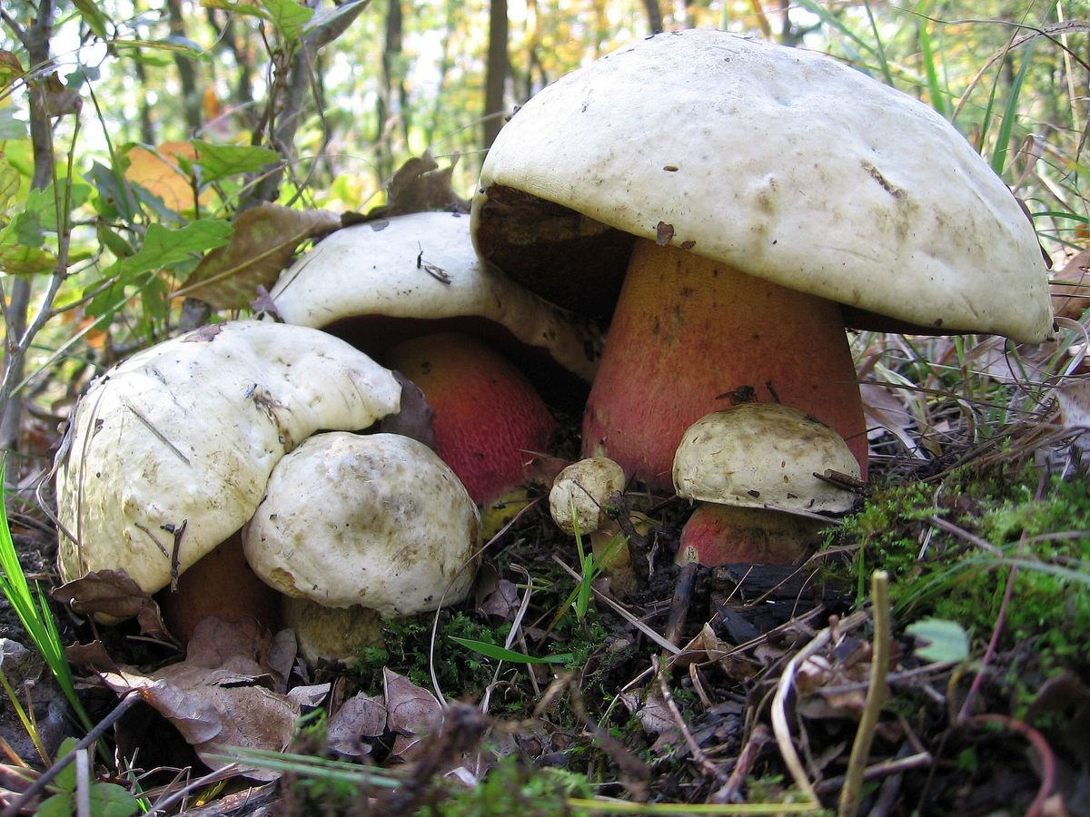 Velký vrch - vzácné teplomilné druhy hub
