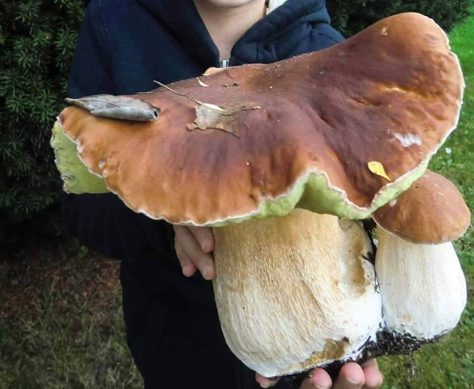 Prázdninová reportáž o vycházce na houby