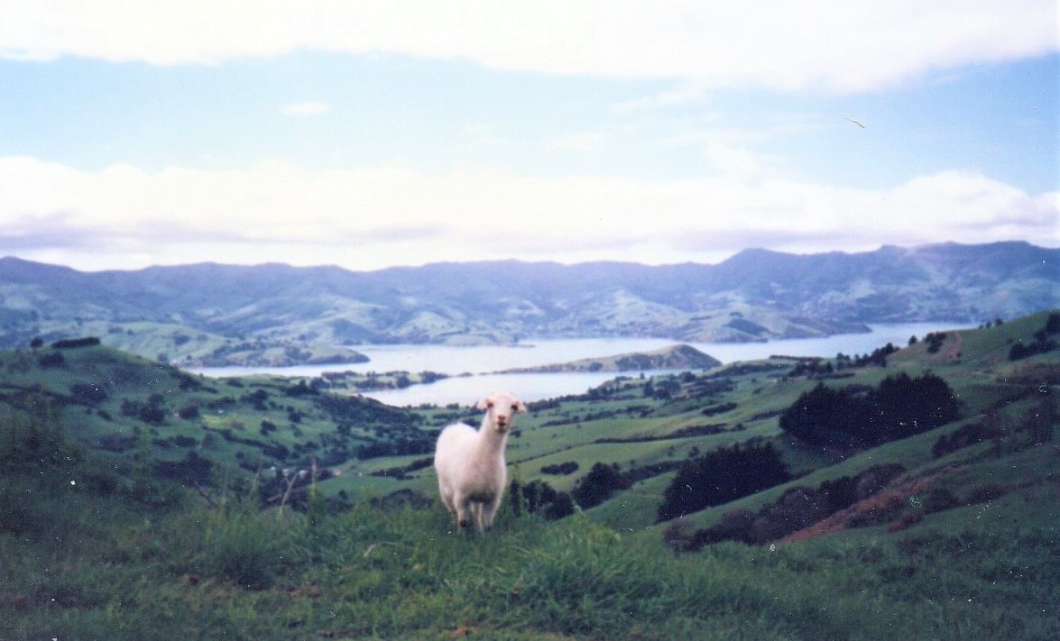 Putování Tichomořím v roce 1995, díl 5 – Nový Zéland, jižní ostrov
