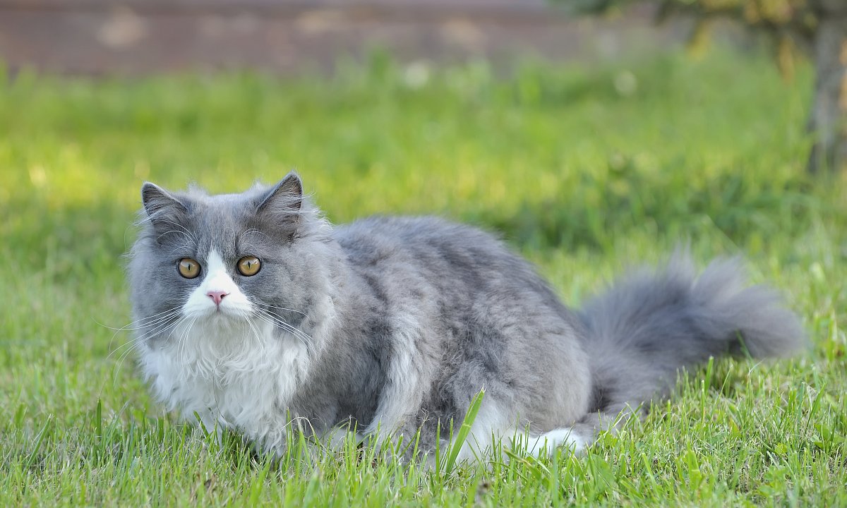 Mňau, přišla jsem se pomazlit. Felinoterapie aneb když kočka léčí
