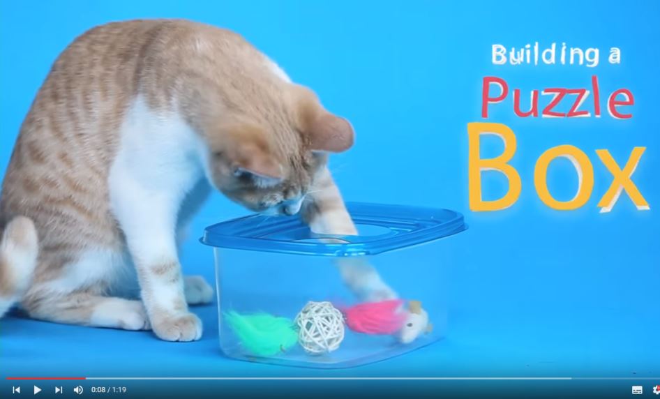 Kočičí atrakce: Hlavolam z plastové krabičky