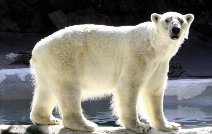 Dojemné: poslední polární
medvěd v Africe umírá žalem