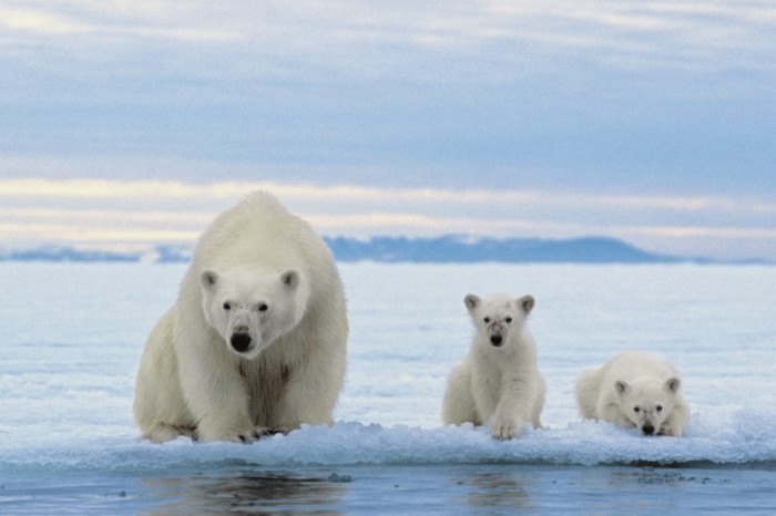 Pražské kino láká na polární
výpravu za ledními medvědy