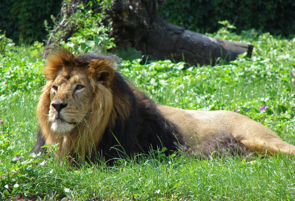 ZOO Praha dostane
vzácné indické lvy