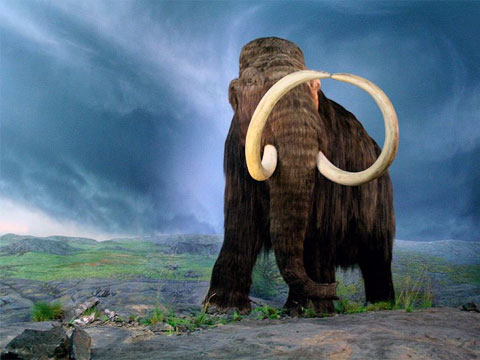 Na Sibiři se našla zachovalá
těla mamutů ke klonování