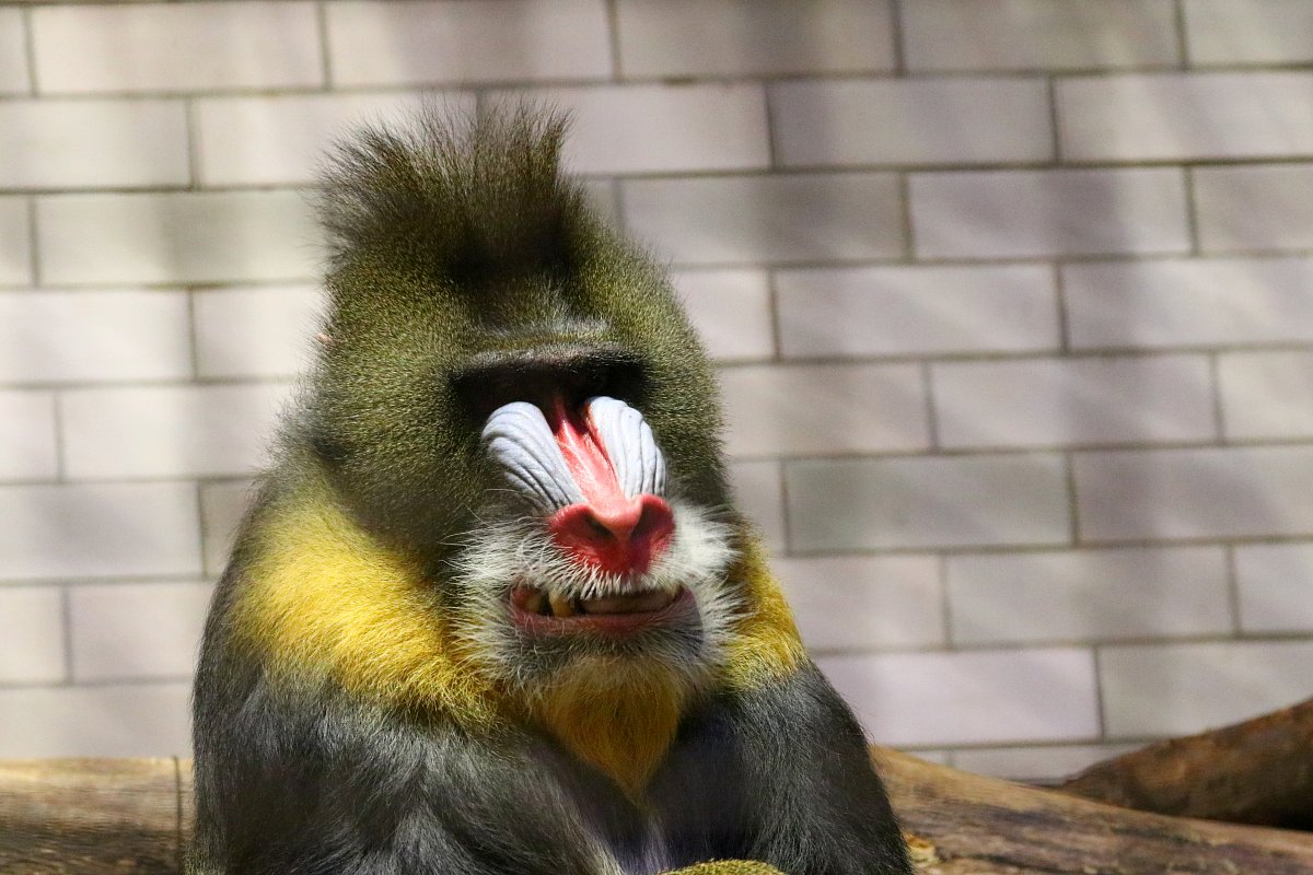 Úsměvy primátů - mandril ...*