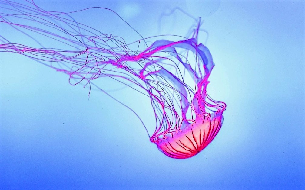 Když medúza útočí: jak ošetřit zasažené místo
