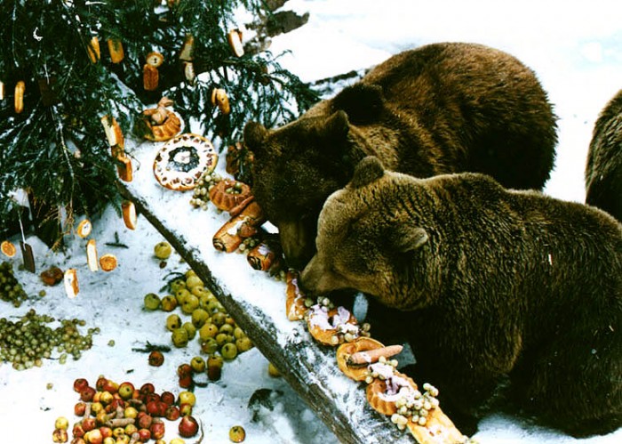 Tip na štědrodenní dopoledne: 
co třeba Medvědí Vánoce?