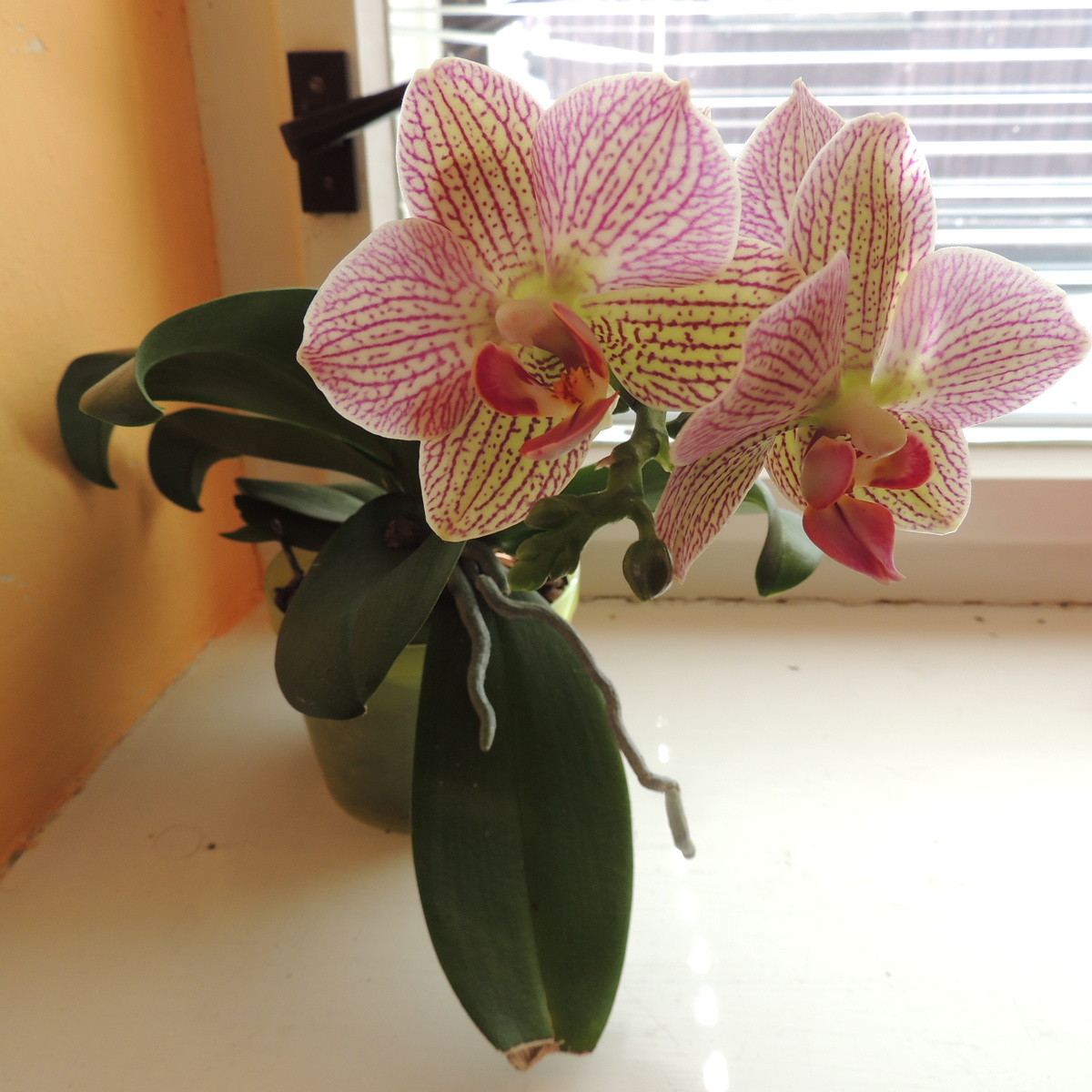 moje orchidejka