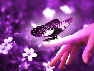 Motýl a láska