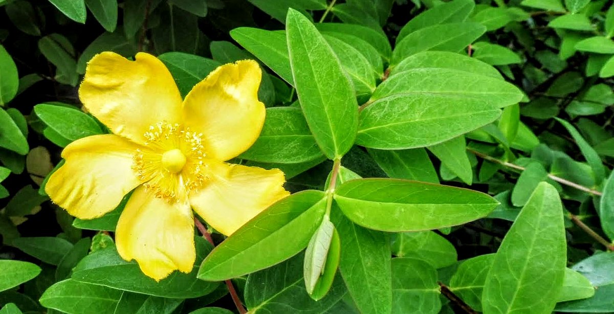 žlutý květ v keři