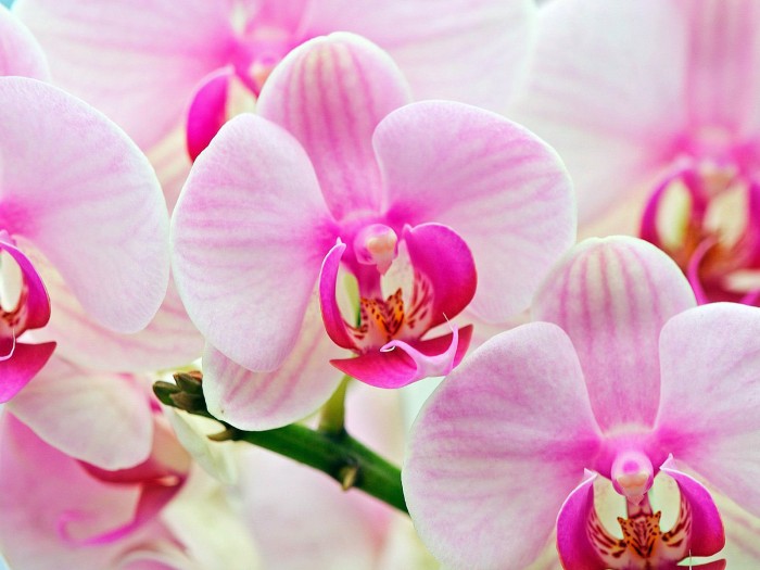 Orchidej s květy nej
