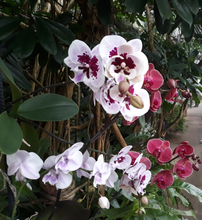 orchideje-2.jpg
