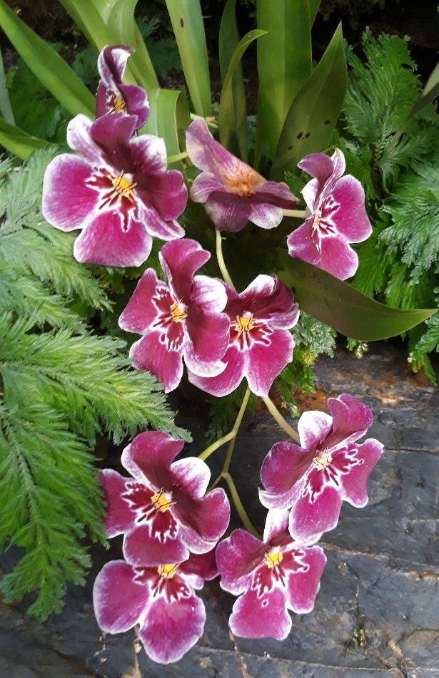 orchideje-3.jpg