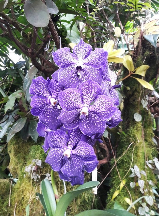 orchideje-4.jpg