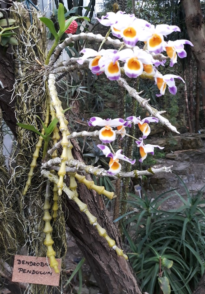 orchideje-5.jpg