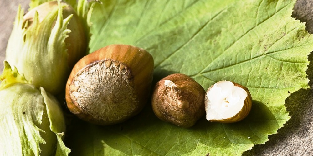 Půl hrsti ořechů denně
může snížit riziko úmrtí