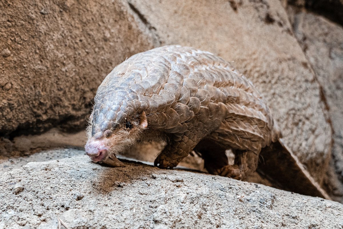 Světový den luskounů si dnes připomíná také pražská zoologická zahrada