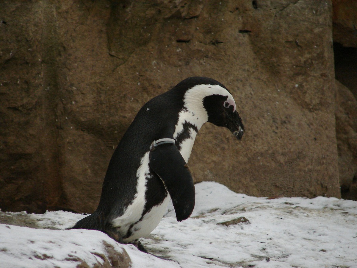 Zimní taneční zábava a "tučňáci"